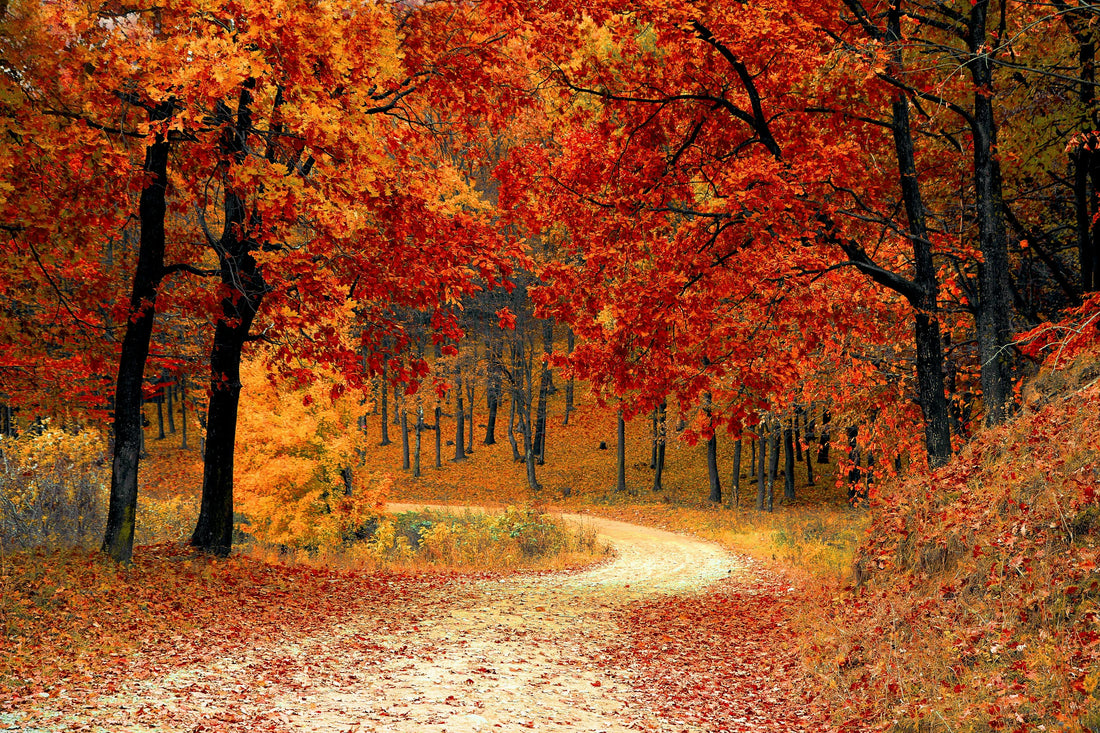 How to Stay Comfortable During Autumn Weather